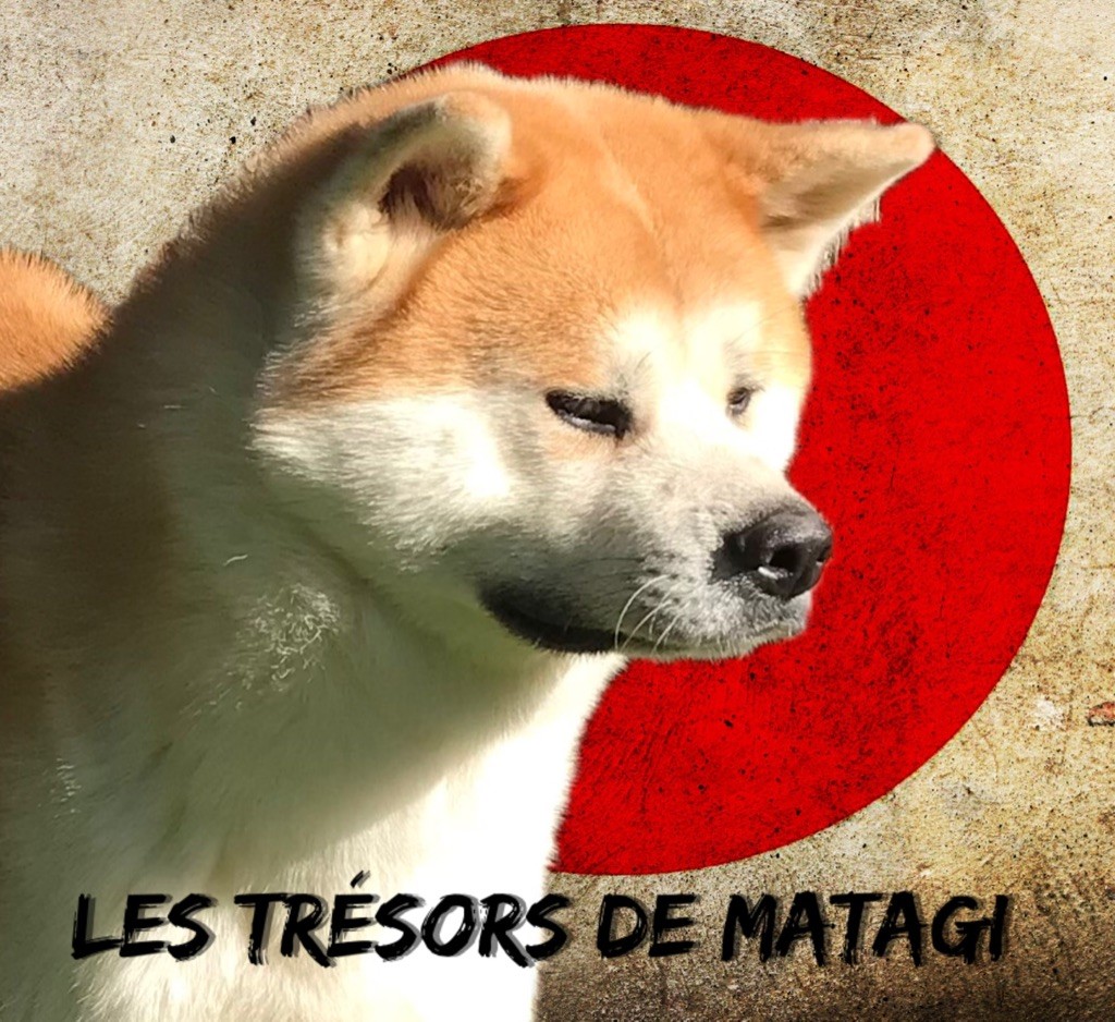 R kojinmaru takumashi go Des dragons du soleil rouge