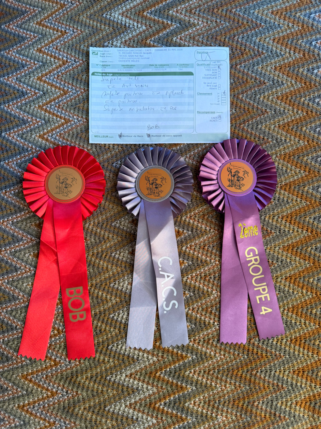 Très beaux résultats à l Exposition Canine d Ajaccio 2026 🏆