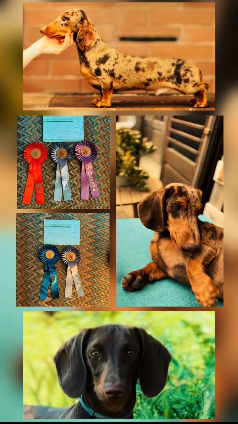 Exposition canine d Ajaccio 2026 De beaux résultats pour nos Teckels 🏆