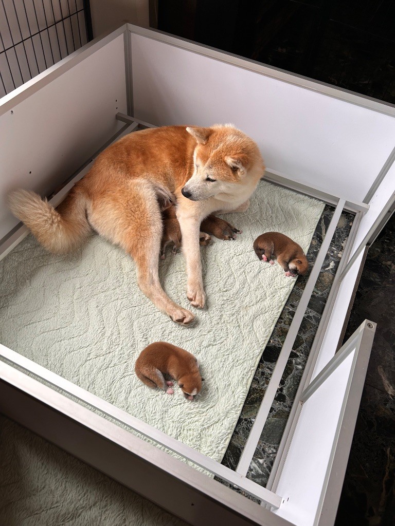 bébés juillet 2025