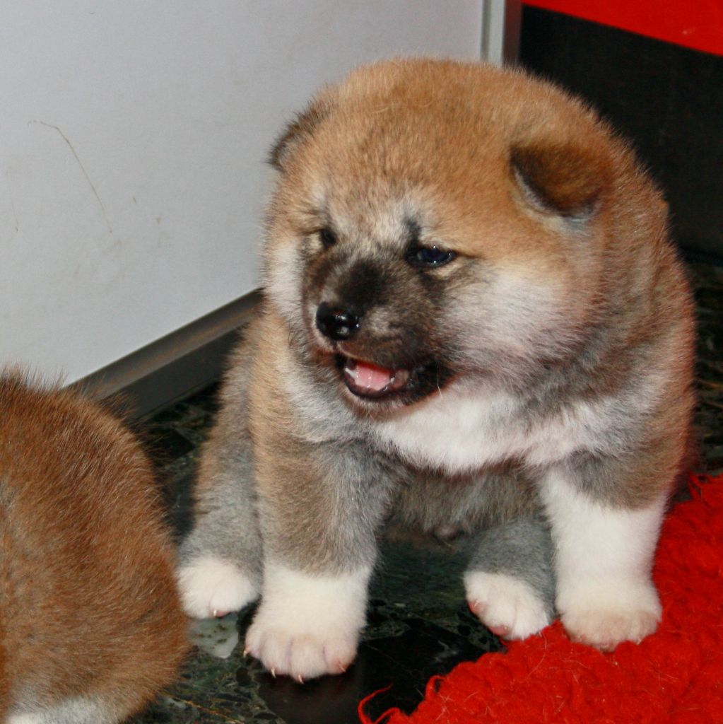 des Trésors de Matagi - Chiots disponibles - Akita